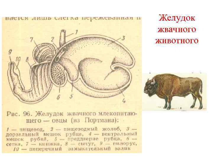 Строение желудка и пищеварительная система коровы