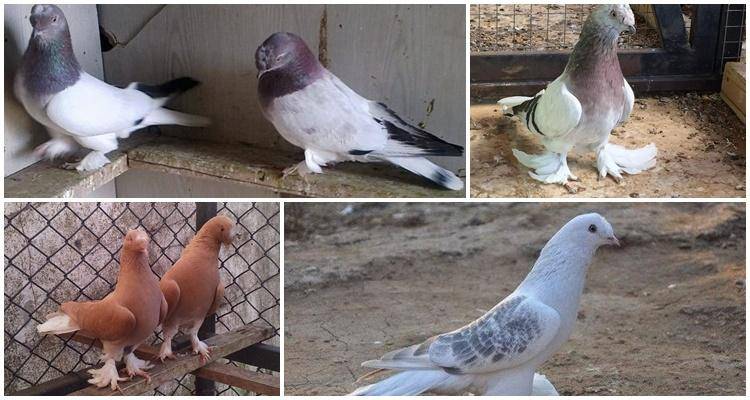 Бойные голуби такла — особенности турецкой породы