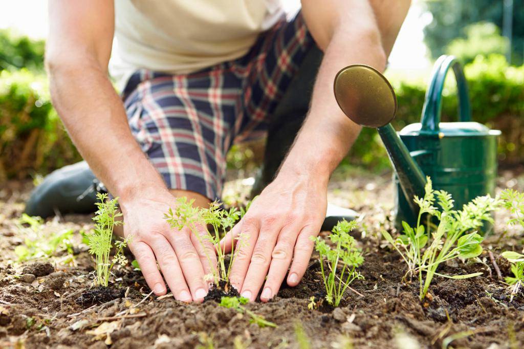 Что посадить в мае в открытый грунт и теплицу: список овощей и цветов 