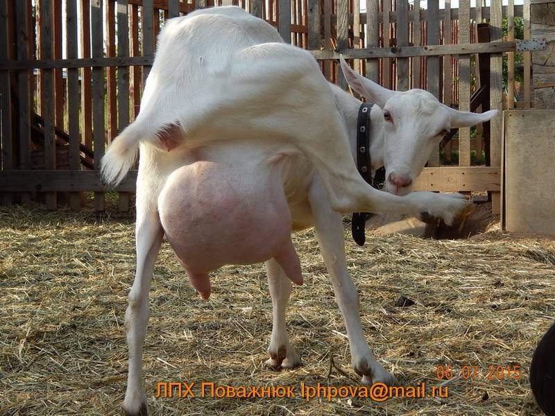 Зааненская порода козы описание породы — зааненские козы