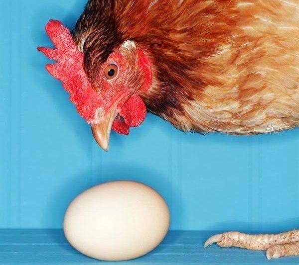 Почему куры клюют яйца — что делать, чтобы отучить птиц от "вредительства"?