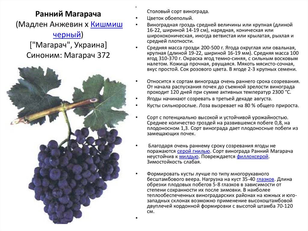 Топ-7 лучших укрывных сортов винограда для средней полосы россии