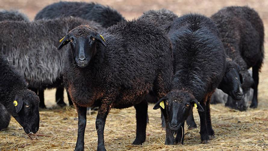 Карачаевская порода овец: основные характеристики, внешний вид, достоинства и недостатки породы, фото, видео
