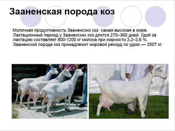 Зааненская порода коз: как выглядит, описание, фото, характеристика, разведение