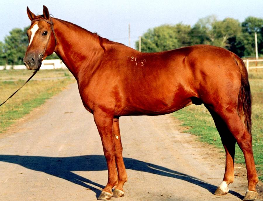Донская порода лошадей: история, экстерьер, фото | мои лошадки