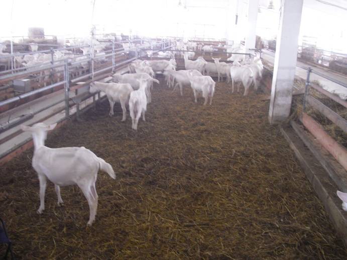 Последствия того, что коза после родов съела послед и лечение плацентофагии