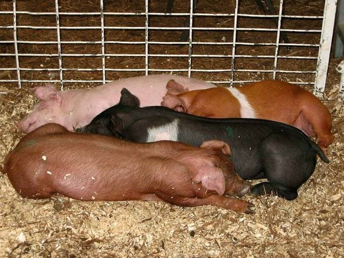 Разведение свиней в домашних условиях: размножение и содержание