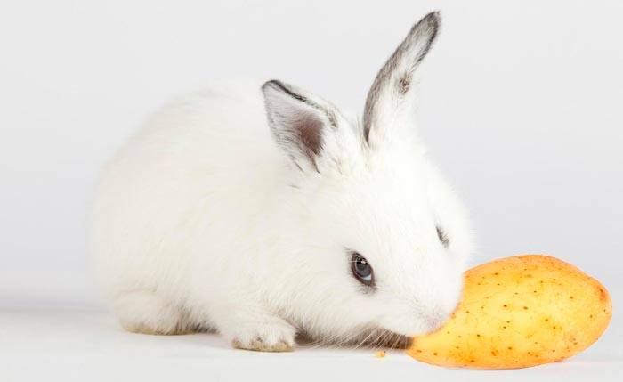Можно ли кормить кроликов сырой и вареной картошкой
