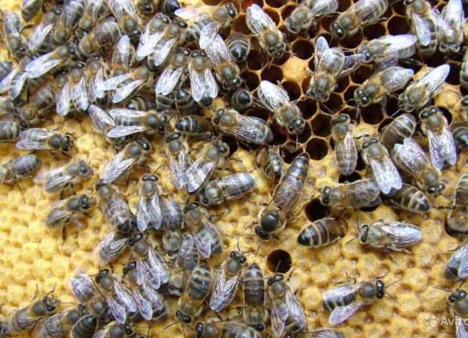 Карпатка и среднерусская породы пчел: недостатки и преимущества