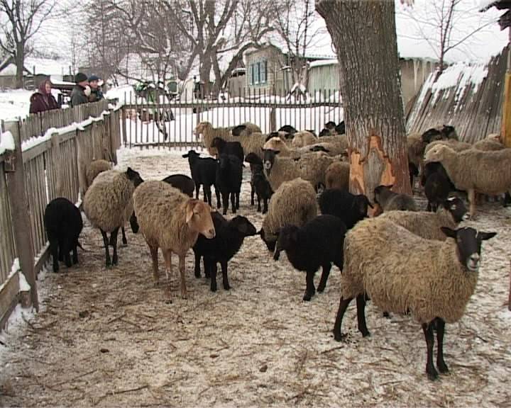 Окот овец для начинающих: определение суягности овцы, срок вынашивания, осложнения при окоте, помощь овце, лактация