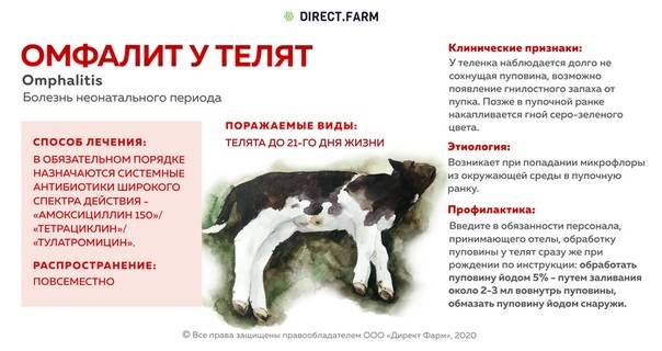 Болезни коз и козлят (причины, симптомы, лечение и профилактика) - бурская ферма