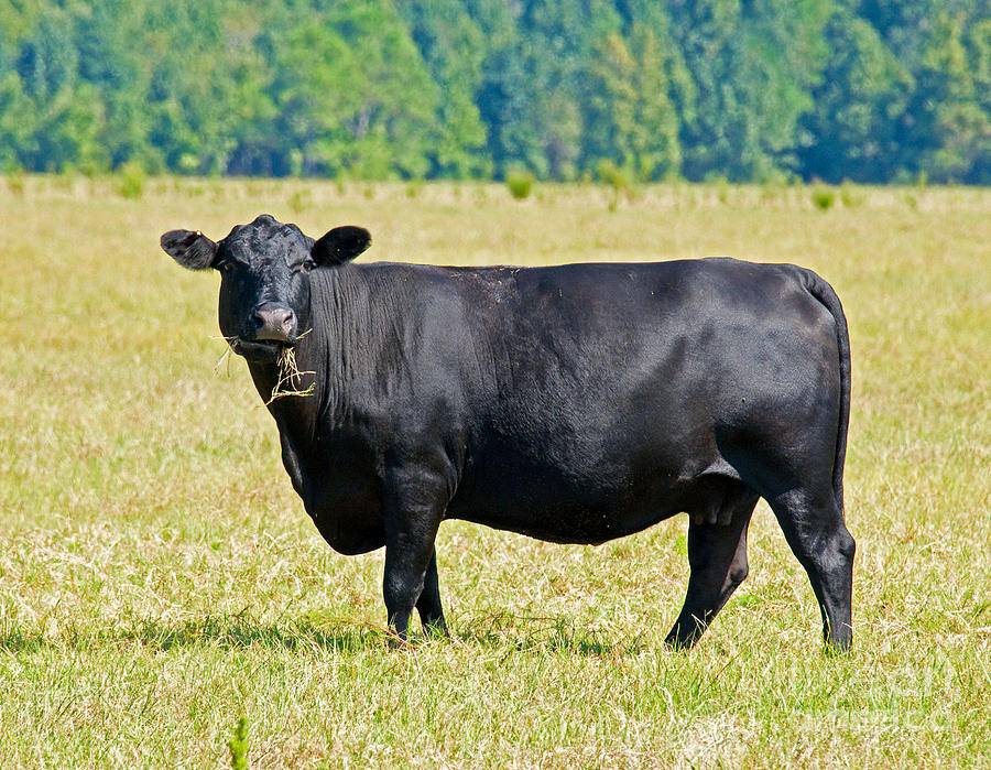 Абердин-ангусская порода – характеристика скороспелых коров