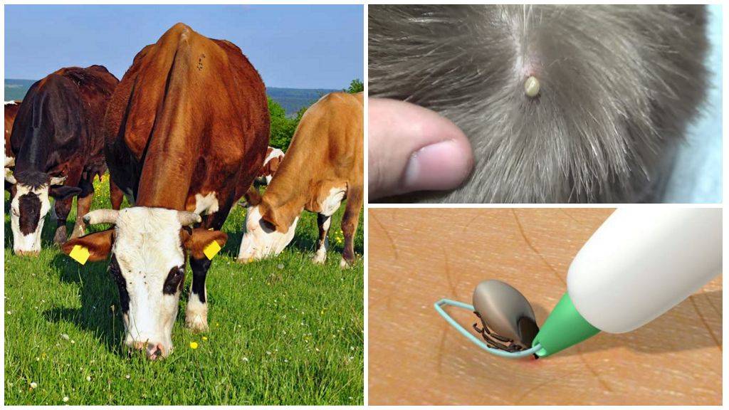 Клещ у козы как лечить. козы и клещевой энцефалит. «клещи могут переносить и массу других микробов»