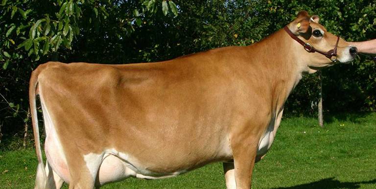 Джерсейская порода коров: характеристика буренок