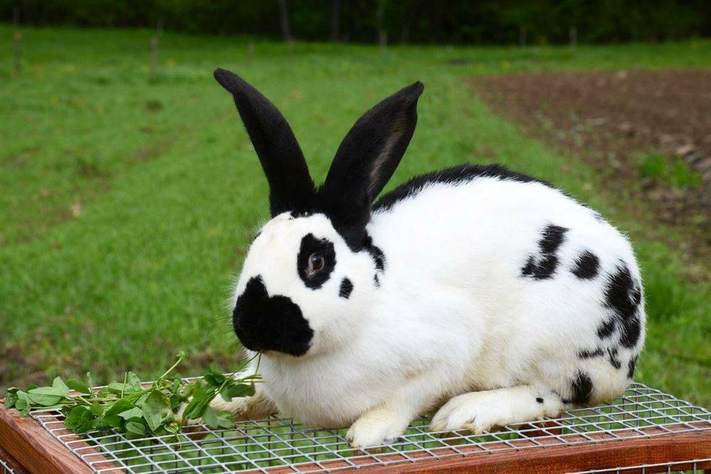 Разведение кроликов: уход и содержание в домашних условиях для начинающих