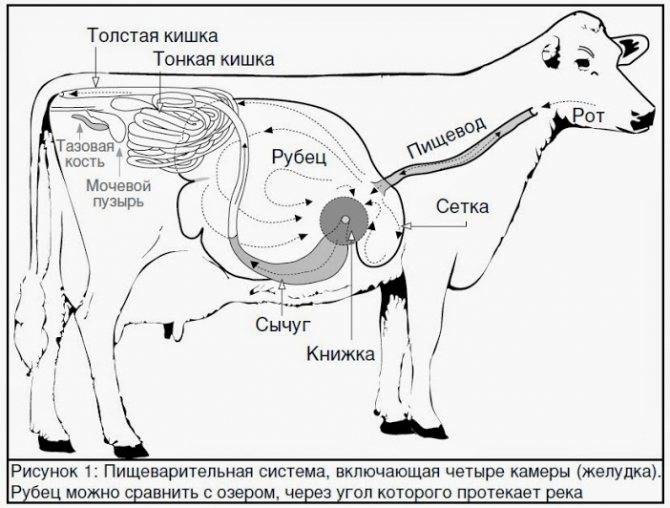 Желудок коровы: строение, отделы, особенности пищеварительной системы