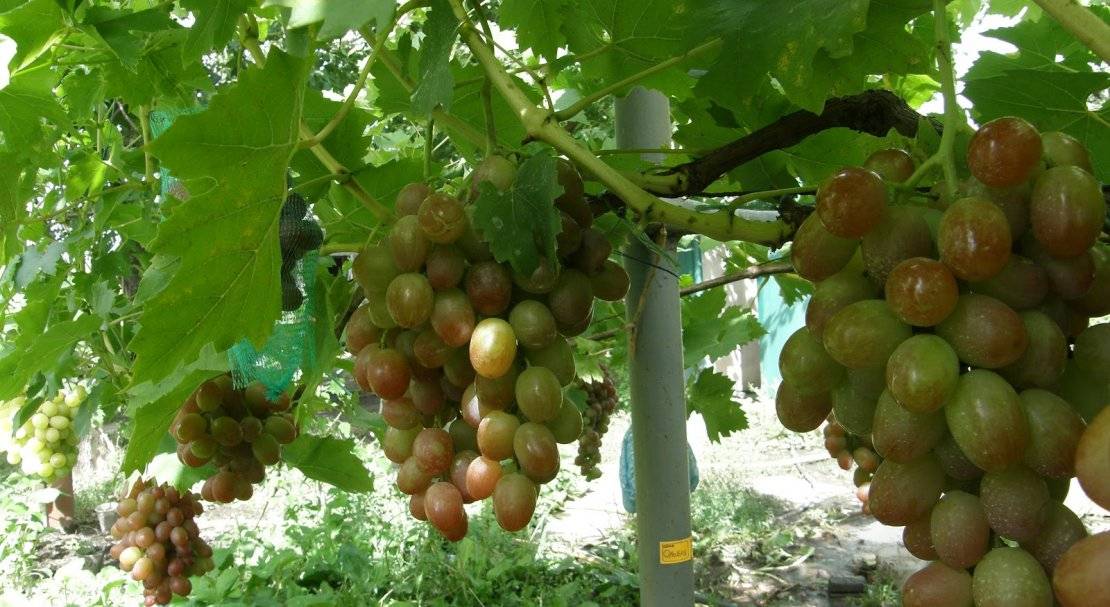 Виноград ливия: отзывы, фото, описание и характеристика сорта, выращивание, посадка и уход, обрезка
