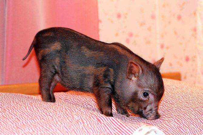 Микро пиги: описание и характеристика, виды домашних свинок, сколько живут и стоит ли заводить в квартире