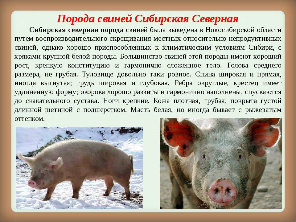 Лучшие породы свиней мясного направления