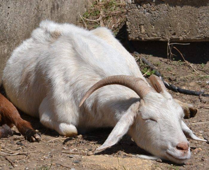 Понос у домашней козы: способы решения проблемы