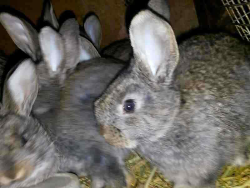 Кролик фландр: описание породы, правила содержания и кормления