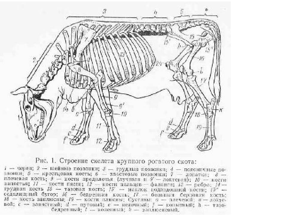 Анатомия крс — строение коровы с описанием