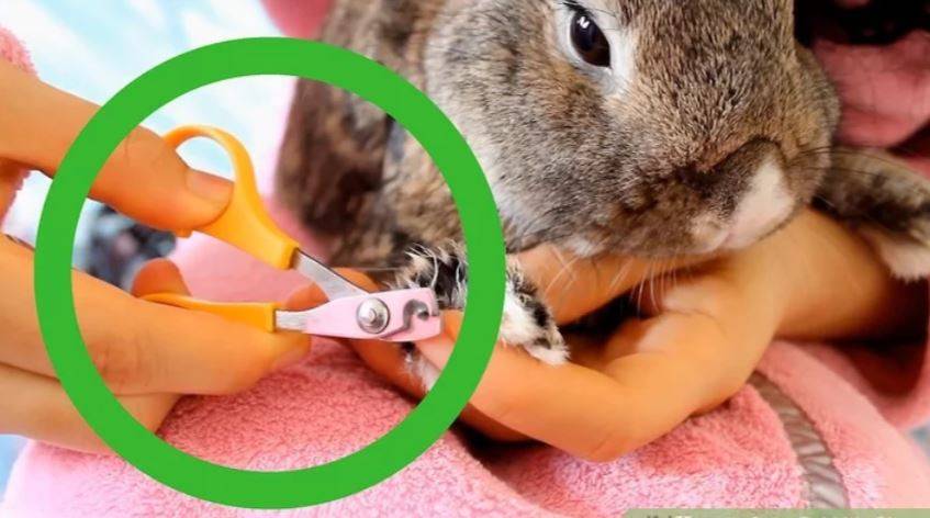Как ухаживать за декоративным кроликом и как правильно стричь когти