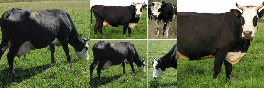 Голштинская порода коров: [описание породы, фото, уход, преимущества и недостатки]