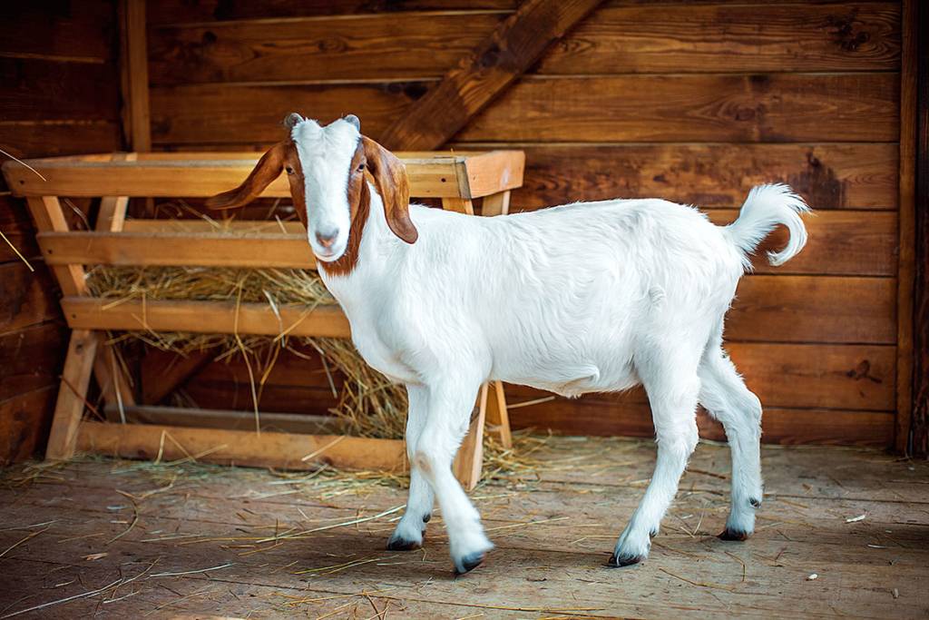 Бурские козы — описание породы, характеристики продуктивности