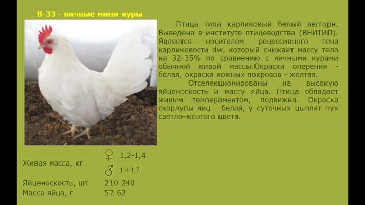 Леггорн (куры): описание породы и характеристика :: syl.ru