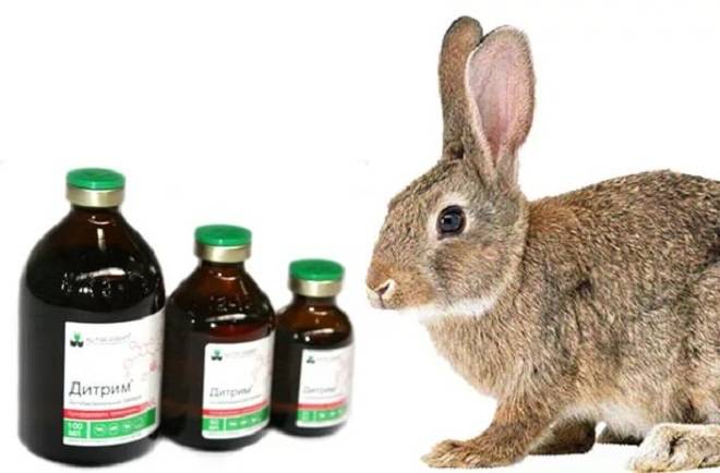 Инструкция по применению препарата «дитрим» для кроликов