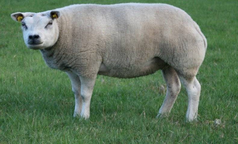 Описание породы овец тексель: происхождение, характеристика, особенности разведения