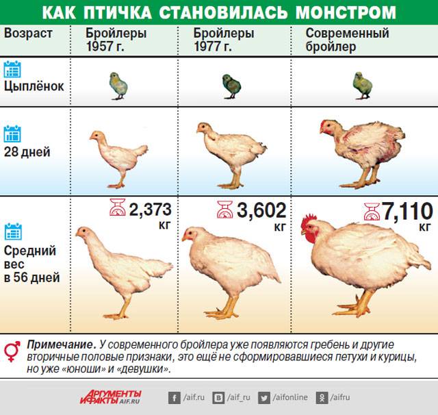 Сколько весит курица?