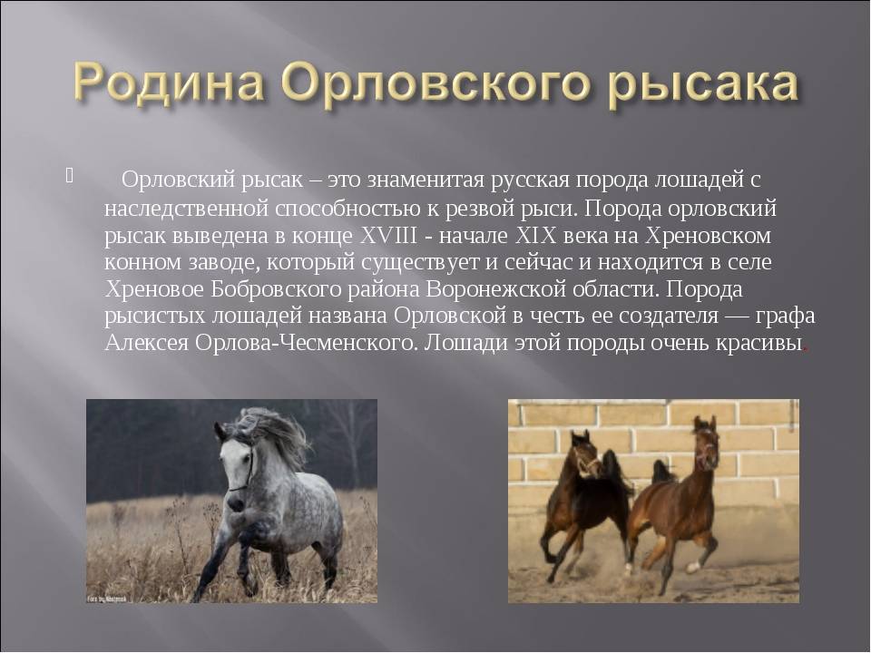 Дикие лошади: описание видов, образ жизни и размножение, интересные факты