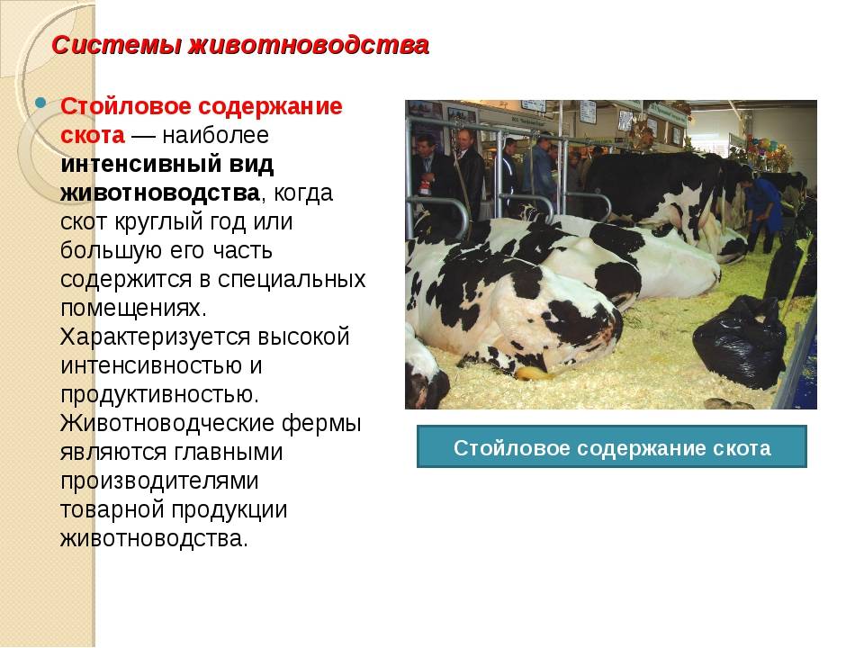 Корова в домашних условиях - пошаговая инструкция по выращиванию для начинающих