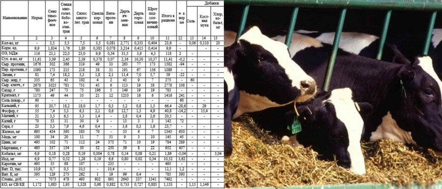 Кормление коров в домашних условиях: что едят и что пьют высокопродуктивные буренки