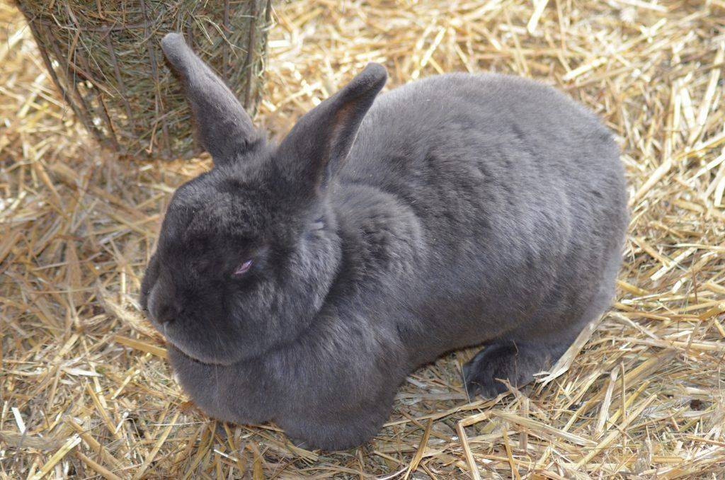 Венский голубой кролик: фото, описание, характеристика
