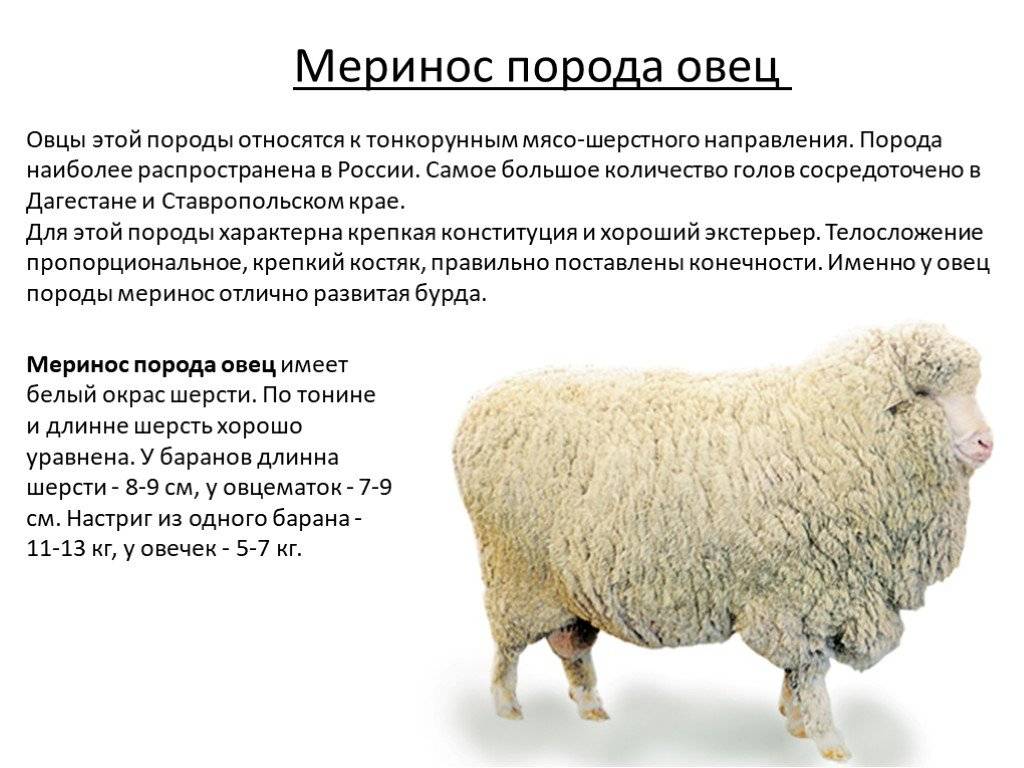 Породы овец мясного направления без запаха