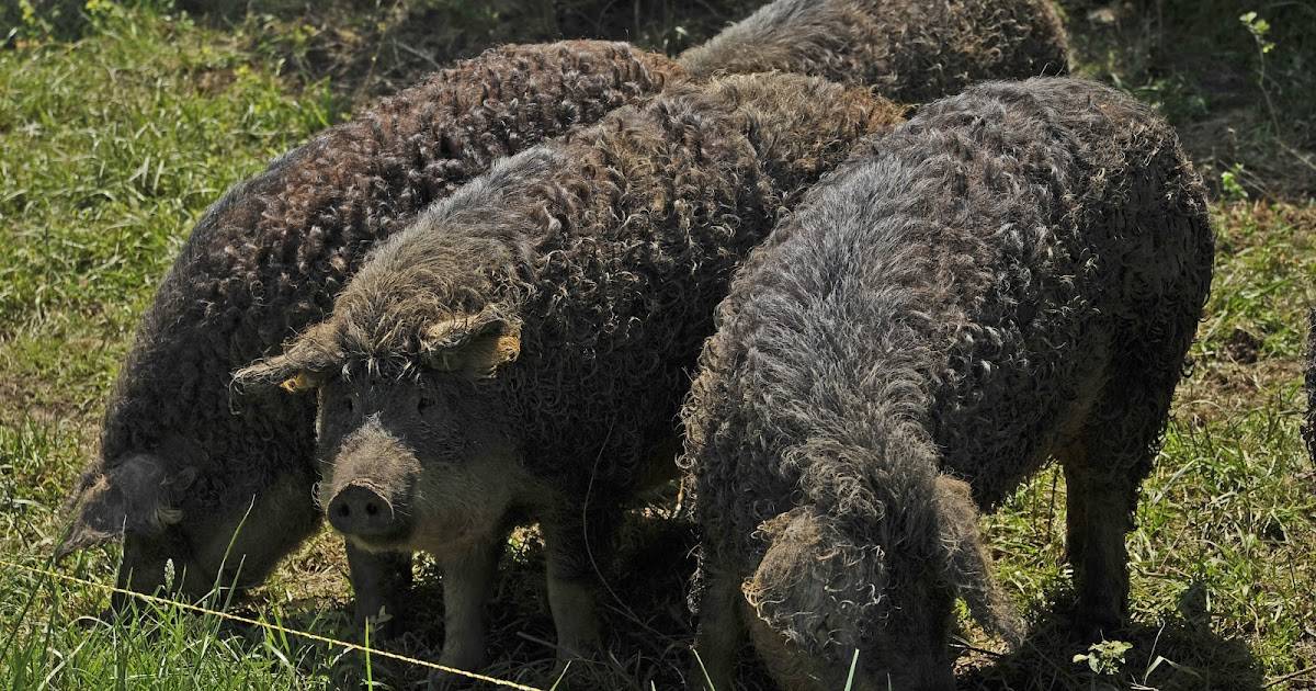 Венгерская пуховая мангалица – свинья с овечьей шерстью