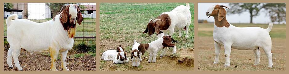 Описание бурской породы коз, особенности разведения, составление правильного рациона