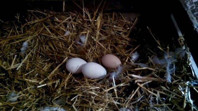 Как посадить индюшку на яйца в домашних условиях: сколько яиц можно подложить?