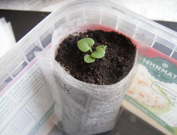 Как легко вырастить рассаду петунии: посев и пикировка
