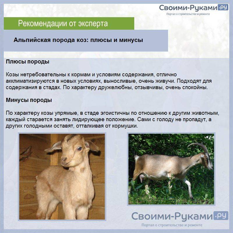 Альпийские козы – описание и характеристика породы, фото и видео