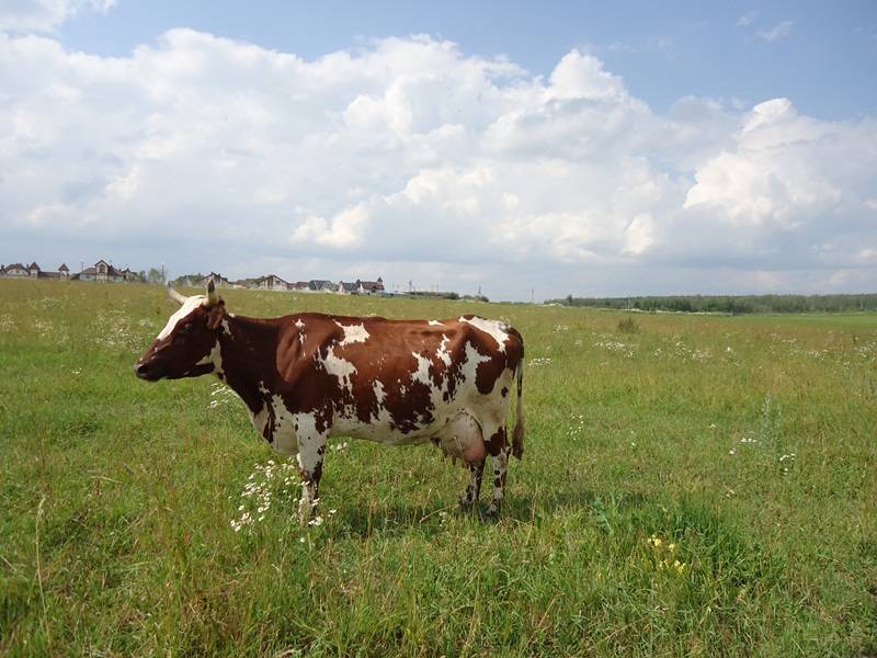 Корова айрширской породы: описание, характеристика, отзывы :: syl.ru