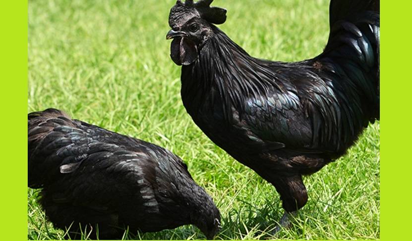 Аям цемани порода кур: описание петухов, яиц, мяса