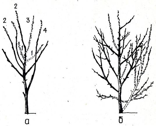 Обрезка сливы весной: когда и как правильно обрезать дерево, инструкция для начинающих в картинках пошагово