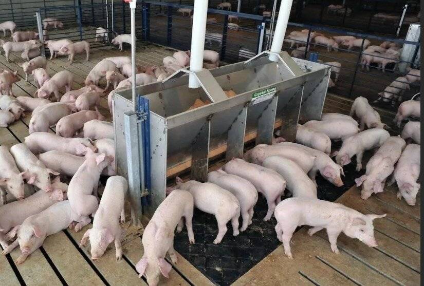 Разведение и содержание свиней: правила свиноводства