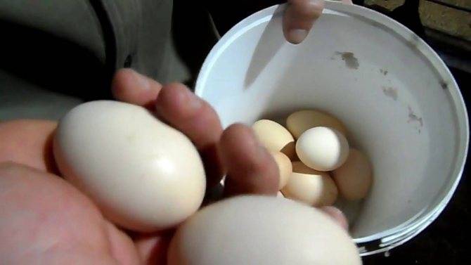 Куры стали нести мелкие яйца: причина и что делать