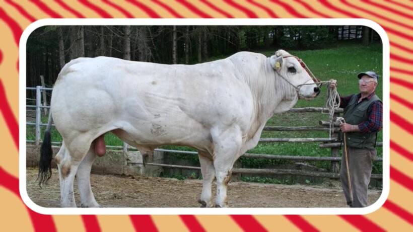 Самая большая корова в мире: какая порода, размеры и вес, фото, видео