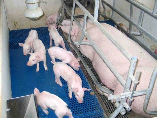 Как кормить свиней сухим кормом